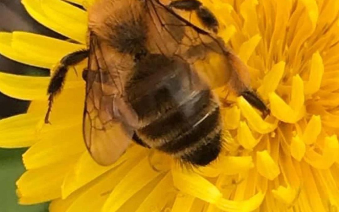 What Is the Effect of Seasonal Flowers on the Flavours of Local Honey in Kent